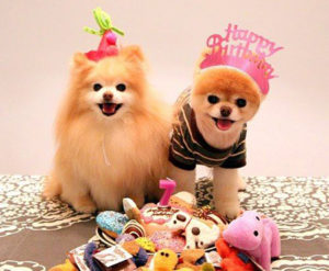 Pets Birthday